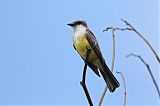 Tropical Kingbird